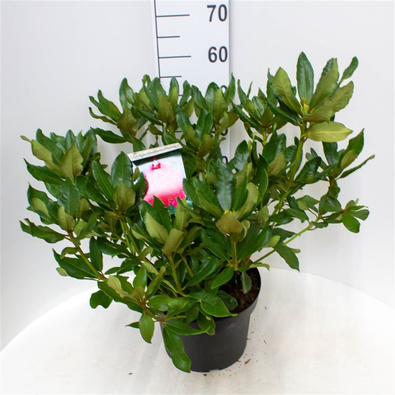 Rhododendron – Rhododendron 'Nova Zembla' - C10 50-60 CM